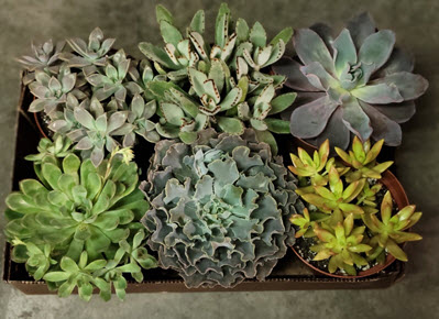 6" Echeveria Assortment 